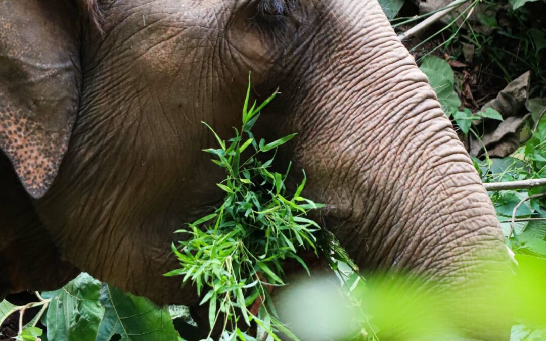 Séjourner dans un sanctuaire éthique pour éléphants c'est possible au nord de Chiang Mai