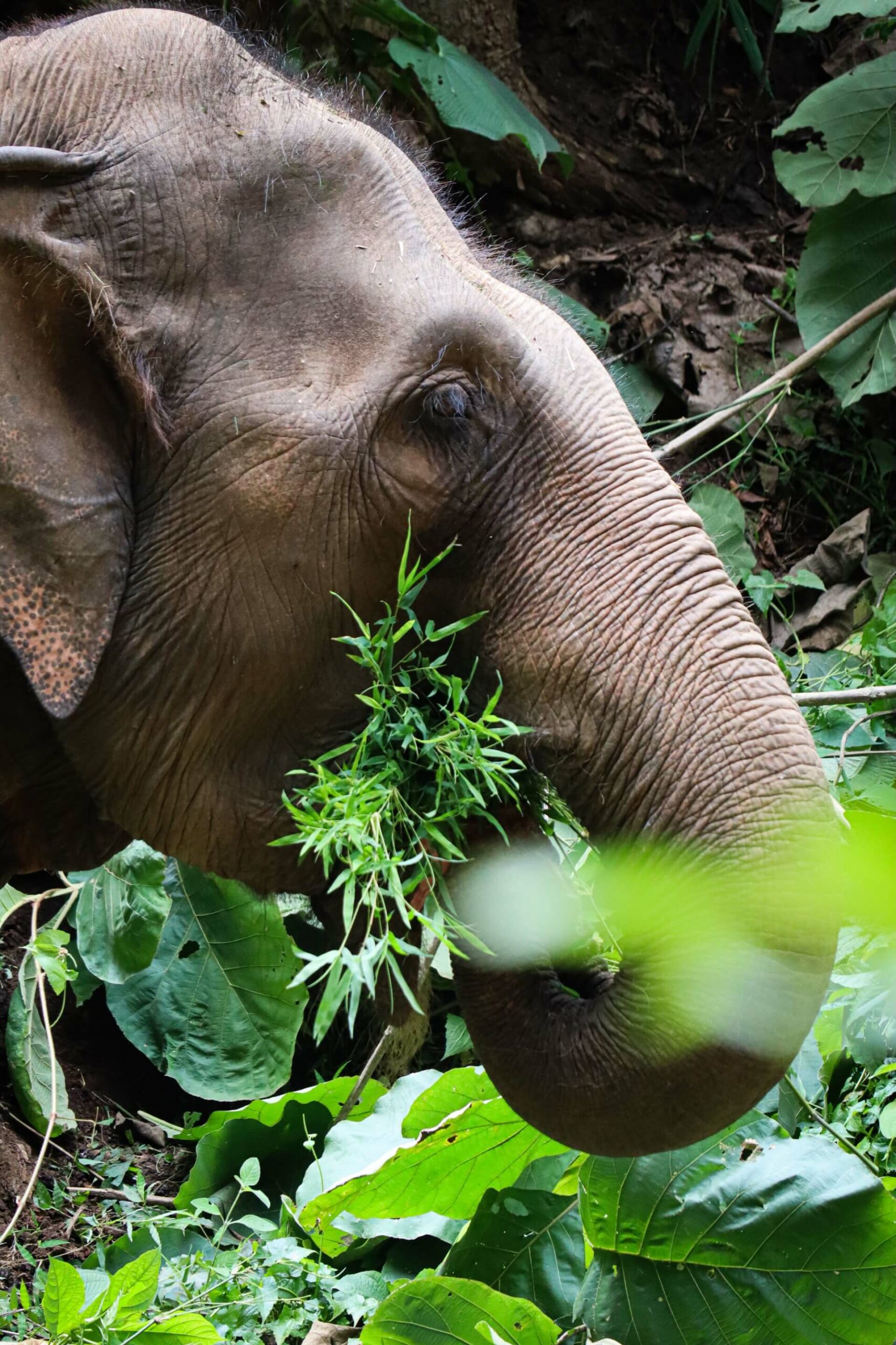 Séjourner dans un sanctuaire éthique pour éléphants c'est possible au nord de Chiang Mai